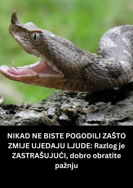 Kaže se da zmija ujeda čoveka samo u dva slučaja