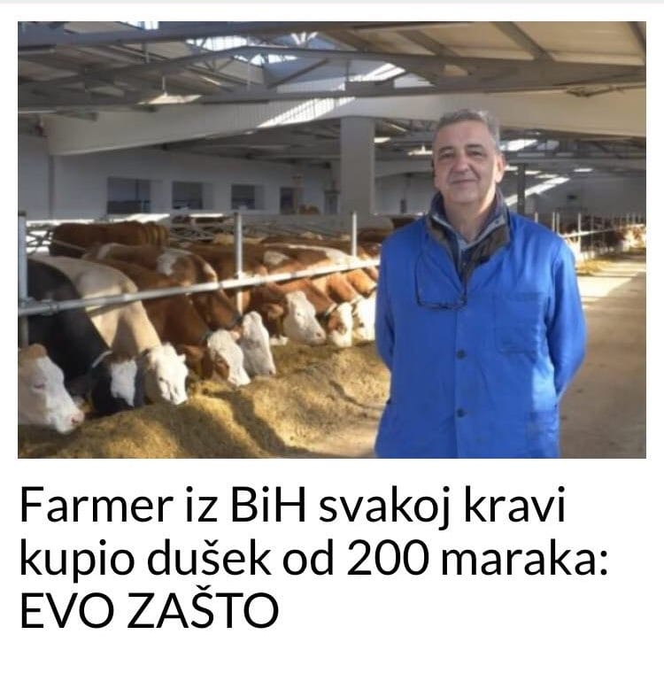 Farmer iz BiH svakoj kravi kupio dušek od 200 maraka:  EVO ZAŠTO