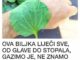 Bokvica ili trputac je višegodišnja zeljasta biljka,