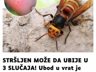 Poznato je da stršljenov ubod može da bude smrtonosan