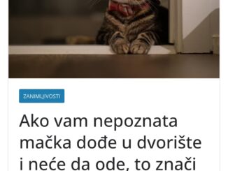 Među ljudima postoji mišljenje da crna mačka donosi nesreću